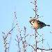 Moineau friquet
