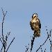 Buse variable