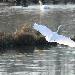 Grande Aigrette