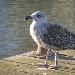 Goéland leucophée