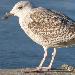 Goéland argenté