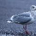 Goéland à ailes grises