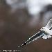 Mouette rieuse