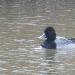 Fuligule à tête noire