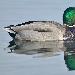 Canard colvert