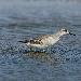Phalarope de Wilson