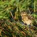 Pipit farlouse