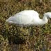 Aigrette garzette