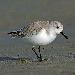 Bécasseau sanderling