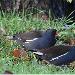 Gallinule poule-d'eau