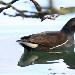 Gallinule poule-d'eau