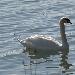 Cygne tubercul