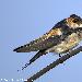 Hirondelle rousseline