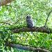 Hibou moyen-duc