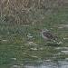 Pipit de Richard