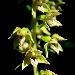 Epipactis  labelle troit