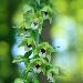 Epipactis de Mller