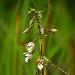 Epipactis des marais