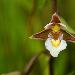 Epipactis des marais