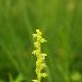 Orchis musc