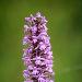 Orchis moucheron