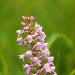 Orchis trs odorant