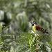 Dickcissel d'Amérique