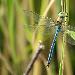 Anax empereur