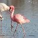 Flamant nain