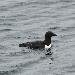 Guillemot de Br&uuml;nnich