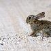 Lapin de garenne
