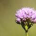 Orchis globuleux