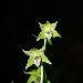 Epipactis  labelle troit