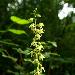 Epipactis de Mller