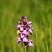 Orchis de mai