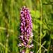 Orchis incarnat