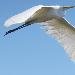 Grande Aigrette