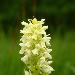 Orchis jaune ple