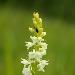 Orchis trs odorant
