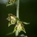 Epipactis  petites feuilles