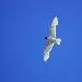 Mouette m�lanoc�phale