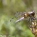 Libellule fauve
