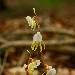 Epipogon sans feuilles