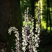 Epipactis violac