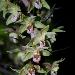 Epipactis violac