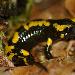 Salamandre tachete