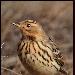 Pipit à gorge rousse