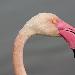 Flamant rose