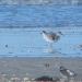 Bécasseau maubèche