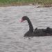 Cygne noir